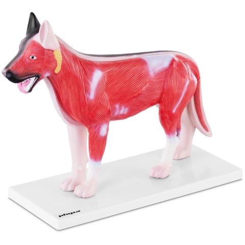 Model anatomiczny 3D psa z wyjmowanymi organami Model anatomiczny 3D psa z wyjmowanymi organami
