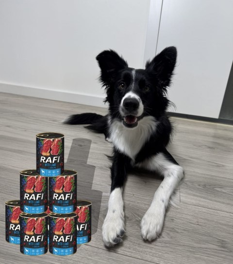 Karma Mokra Dla Psów RAFI z Jagnięciną, Borówką i Żurawiną 400g - 48 szt. Karma Mokra Dla Psów RAFI z Jagnięciną, Borówką i Żurawiną 400g - 48 szt.