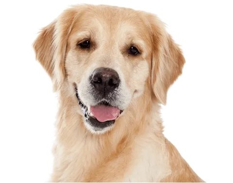PEDIGREE Adult Professional Nutrition 12 kg z wołowiną i warzywami - sucha karma dla dorosłych psów dużych i średnich ras PEDIGREE Adult Professional Nutrition 12 kg z wołowiną i warzywami - sucha karma dla dorosłych psów dużych i średnich ras