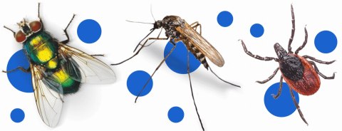 BROS - spray na komary i kleszcze 50% DEET 90ml - 2 szt. BROS - spray na komary i kleszcze 50% DEET 90ml - 2 szt.